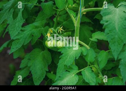 Plante de tomate avec des feuilles vertes, des fleurs et des tomates non mûres, poussant en serre. Légumes frais biologiques. Banque D'Images