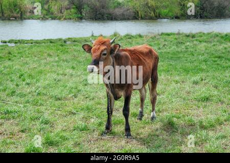 Veau brun, enchaîné sur la prairie avec de l'herbe verte. Jeunes châtaignes couleur taureau pâturage dans le pâturage près de l'étang. Banque D'Images