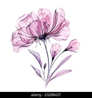 Bouquet de roses aquarelle. Grande rose pourpre avec fleurs de crocus . Art botanique peint à la main Illustration florale isolée en gris pastel, violet, violet Banque D'Images