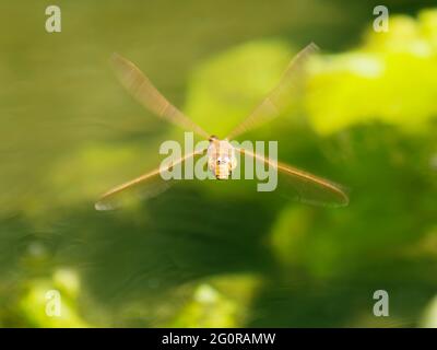 Brown Hawker Dragonfly - en vol Aeshna grandis Essex, Royaume-Uni IN001348 Banque D'Images