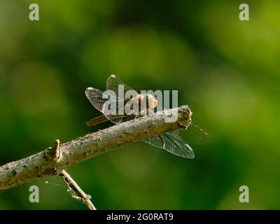 Common Darter - femme au repos Sympetrum nigricans Essex, Royaume-Uni IN001356 Banque D'Images