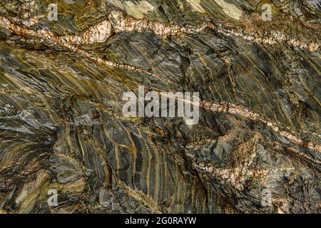 Les roches des falaises de Porthleven sont principalement des roches sédimentaires à grain fin ( turbidites). Les turbidites sont des sédiments qui sont transportés et déposés Banque D'Images