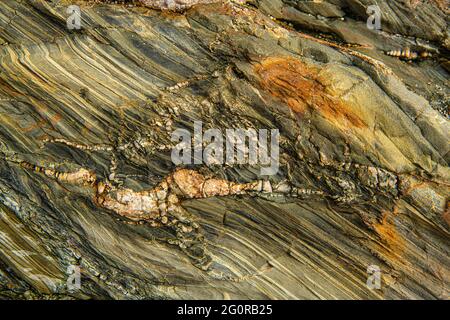 Les roches des falaises de Porthleven sont principalement des roches sédimentaires à grain fin ( turbidites). Les turbidites sont des sédiments qui sont transportés et déposés Banque D'Images