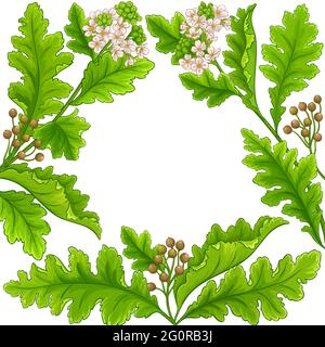cadre de plante crambe sur fond blanc Illustration de Vecteur