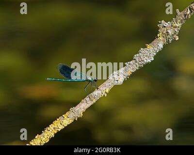 Demoiselle Damselfly à bandes - Calopteryx splendens Essex, Royaume-Uni IN001368 Banque D'Images