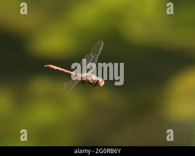 Common Darter - homme en vol Sympetrum striolatum Essex, Royaume-Uni IN001385 Banque D'Images