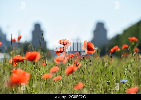 Berlin, Allemagne. 03ème juin 2021. Avec des températures supérieures à 20 degrés Celsius, les coquelicots fleurissent sur Karl-Marx-Allee à Berlin. Credit: Kira Hofmann/dpa-Zentralbild/dpa/Alay Live News Banque D'Images