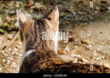 Vue arrière d'un chat regardant quelque chose sur un arrière-plan flou Banque D'Images