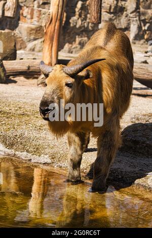 Un yak (bos mutus) du zoo de Berlin. Ces animaux imposants sont généralement très détendus. Banque D'Images