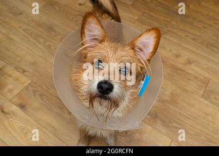 Chien sans racine debout dans une pièce avec un collier de protection transparent autour de son cou. Banque D'Images