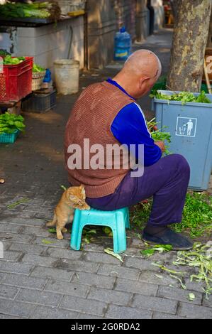 Chine, Shanghai, chat dans le quartier de Xintiandi, concession française Banque D'Images