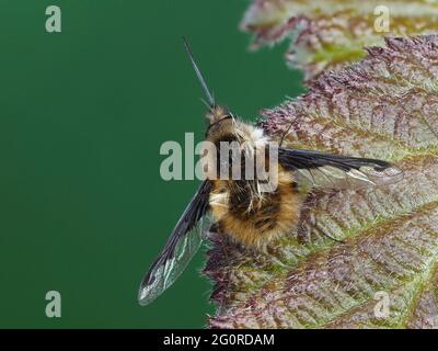 Mouches des abeilles ou Humbleflies (Bomblyius Major) Kent UK, foyer empilé, pollinisateurs importants au début du printemps, les larves sont généralement des parasitoïdes d'autres insec Banque D'Images