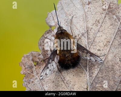 Mouches des abeilles ou Humbleflies (Bomblyius Major) Kent UK, foyer empilé, pollinisateurs importants au début du printemps, les larves sont généralement des parasitoïdes d'autres insec Banque D'Images