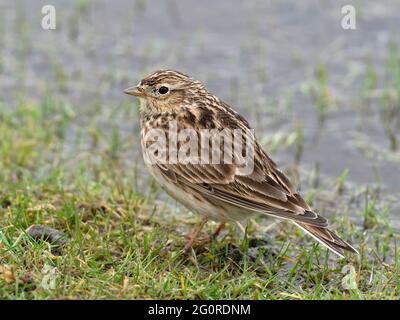 Skylark (Alauda arvensis) dans l'herbe au bord de l'eau, réserve naturelle d'Elmley, Kent, Royaume-Uni Banque D'Images