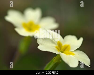 Primrose (Primula vulgaris) Queensdown Warren Kent Wildlife Trust, Kent UK, Stacked Focus, gros plan de fleurs montrant des pétales Banque D'Images