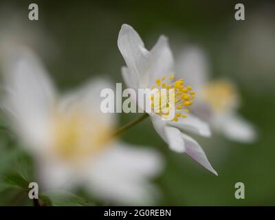 Anemone de bois (Anemone nemorosa) Queensdown Warren Kent Wildlife Trust, Kent, Royaume-Uni, gros plan de la tête de fleur montrant des pétales et des étamines Banque D'Images