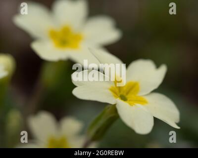 Primrose (Primula vulgaris) Queensdown Warren Kent Wildlife Trust, Kent, Royaume-Uni, gros plan de fleurs montrant des pétales Banque D'Images