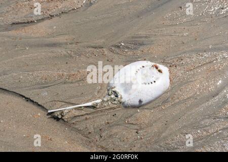 Une poussette morte est morte en agade sur la plage à cause de la pollution de l'eau. Banque D'Images