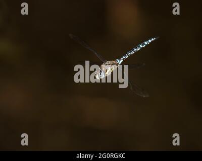 Migrant Hawker Dragonfly - homme en vol Aeshna mixta Essex, Royaume-Uni IN001857 Banque D'Images