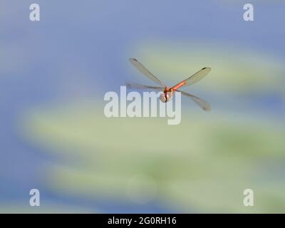 Common Darter Dragonfly - homme en vol Sympetrum striolatum Essex, Royaume-Uni IN001867 Banque D'Images