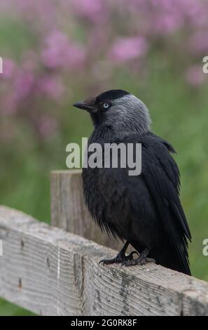 Un oiseau de Jackdaw assis sur une clôture en bois avec un fond vert et rose flou. Banque D'Images