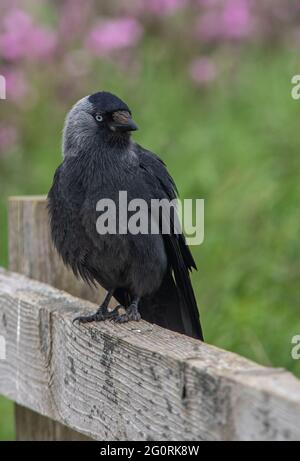 Un oiseau de Jackdaw assis sur une clôture en bois avec un fond vert et rose flou. Banque D'Images