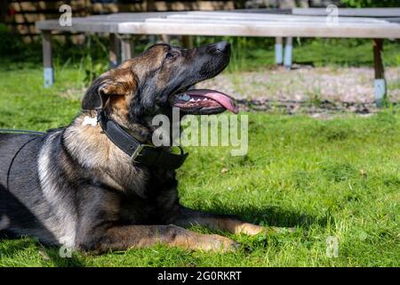 Un portrait de chien d'un heureux chiot Berger allemand de six mois, allongé dans l'herbe verte. Race de ligne de travail Banque D'Images