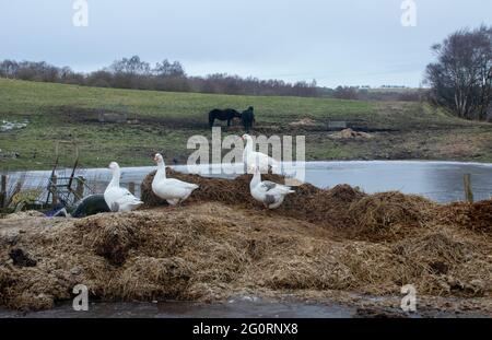 Oies blanches sur la pile de muck en hiver Banque D'Images