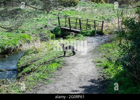 Chien à la passerelle sur la brûlure au printemps Banque D'Images