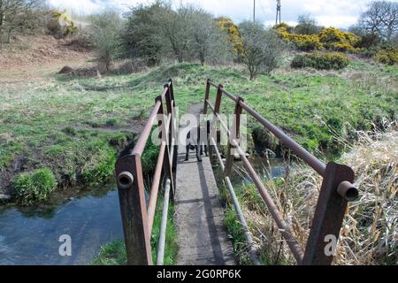 Chien à la passerelle sur la brûlure au printemps Banque D'Images