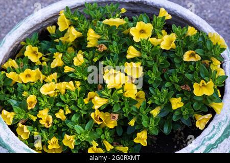 un pot de fleurs plein de millions de cloches jaunes de fleurs Banque D'Images