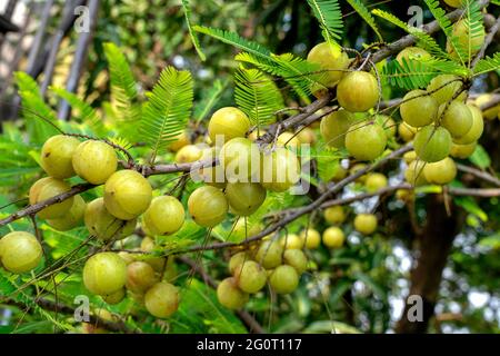 Gros plan montrant un bouquet de groseilles à maquereau indiennes Amla, Phyllanthus Emblica avec des feuilles vertes accrochées sur les branches d'arbre en foyer sélectif. Banque D'Images