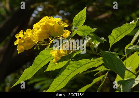 Gros plan montrant des grappes de fleurs d'Elder.Tecoma Stans avec des feuilles vertes accrochées sur les branches de l'arbuste vivace . Banque D'Images