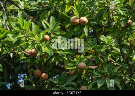 Vue rapprochée montrant Chikoo, Manikara Zapota , en pleine croissance Accroché aux branches de l'arbre Chikoo dans la ferme agricole . Banque D'Images