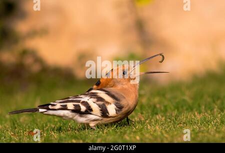 Hope dans les réserves de la faune, les Hoopes sont des oiseaux colorés que l'on trouve en Afrique, en Asie et en Europe, remarquables pour leur "couronne" distinctive de plumes. Banque D'Images