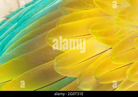 Macaw militaire (Ara militararis) plumes, gros plan, Costa Rica, Amérique centrale Banque D'Images