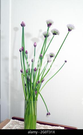 fleurs de ciboulette, fermées et ouvertes dans un vase sur fond blanc Banque D'Images