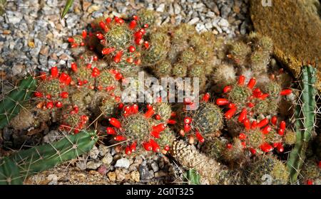 Fruits de cactus mamelons du Texas (Mammillaria prolifera) Banque D'Images