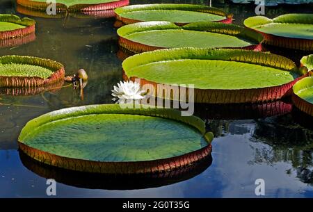 Victoria regia (Victoria amazonica) feuilles et fleurs sur le lac Banque D'Images