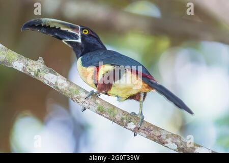 (Pteroglossus Aracari à collier torquatus), Costa Rica Banque D'Images