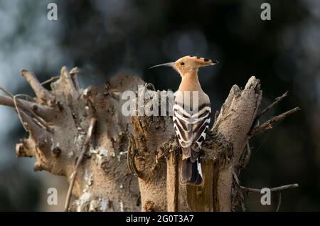 Hope dans les réserves de la faune, les Hoopes sont des oiseaux colorés que l'on trouve en Afrique, en Asie et en Europe, remarquables pour leur "couronne" distinctive de plumes. Banque D'Images