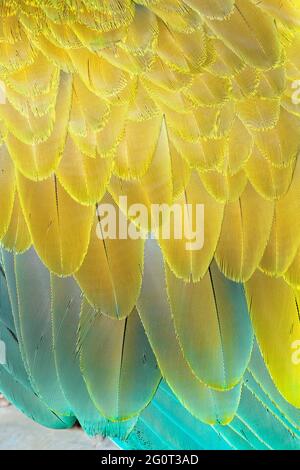 Macaw militaire (Ara militararis) plumes, gros plan, Costa Rica, Banque D'Images