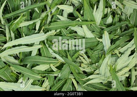 Récolte d'herbe à feu pour le thé - séchage des feuilles et des fleurs disposées, vue de dessus Banque D'Images