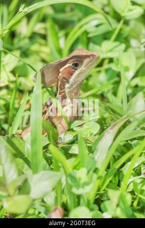 Basilisque commun (basiliscus basiliscus) dans la forêt tropicale, parc national Manuel Antonio, province de Puntarenas, Costa Rica Banque D'Images