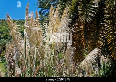 Herbe à fleurs, Minas Gerais, Brésil Banque D'Images