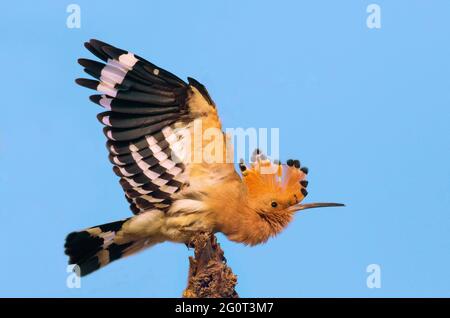 Hope dans les réserves de la faune, les Hoopes sont des oiseaux colorés que l'on trouve en Afrique, en Asie et en Europe, remarquables pour leur "couronne" distinctive de plumes. Banque D'Images