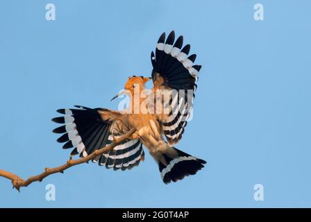 Hope dans les réserves de la faune, les Hoopes sont des oiseaux colorés que l'on trouve en Afrique, en Asie et en Europe, remarquables pour leur "couronne" distinctive de plumes. Banque D'Images
