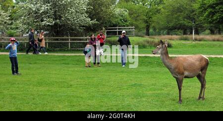 Les touristes prennent des photos tandis que les cerfs se déplacent à Richmond Park, Londres, le 15 mai 2021. Photographie John zoos Banque D'Images