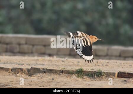 Hope dans les réserves de la faune, les Hoopes sont des oiseaux colorés que l'on trouve en Afrique, en Asie et en Europe, remarquables pour leur "couronne" distinctive de plumes. Banque D'Images
