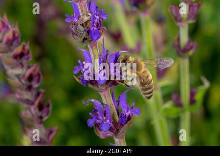 Au printemps l'Abeille vole à une fleur de romarin, à l'arrière-plan flou et copy space Banque D'Images